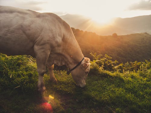 Photos gratuites de vache