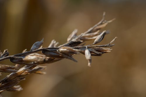 Fotos de stock gratuitas de flor seca