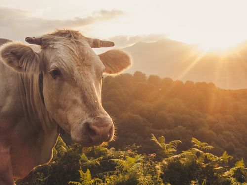 Free stock photo of cow Stock Photo