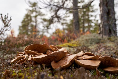 Gratis stockfoto met aarde, champignons, detailopname