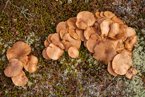 Gratis stockfoto met aarde, champignons, fungus