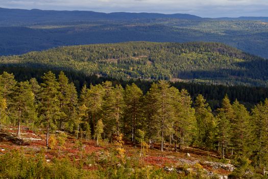 Scenic view of a vast forest landscape with rolling hills under cloudy skies.