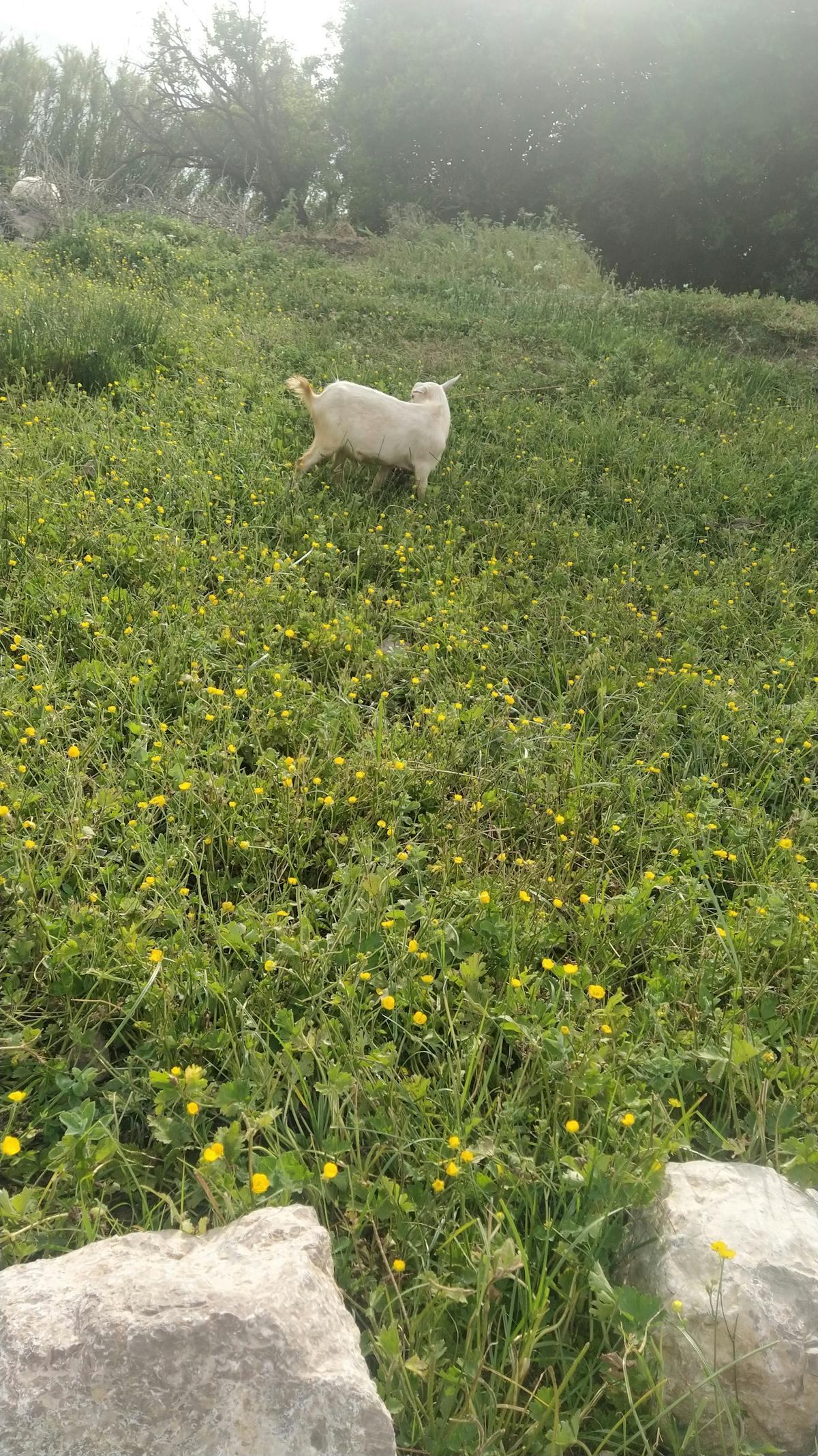 Formula 1 drivers and team personnel celebrating in parc fermé