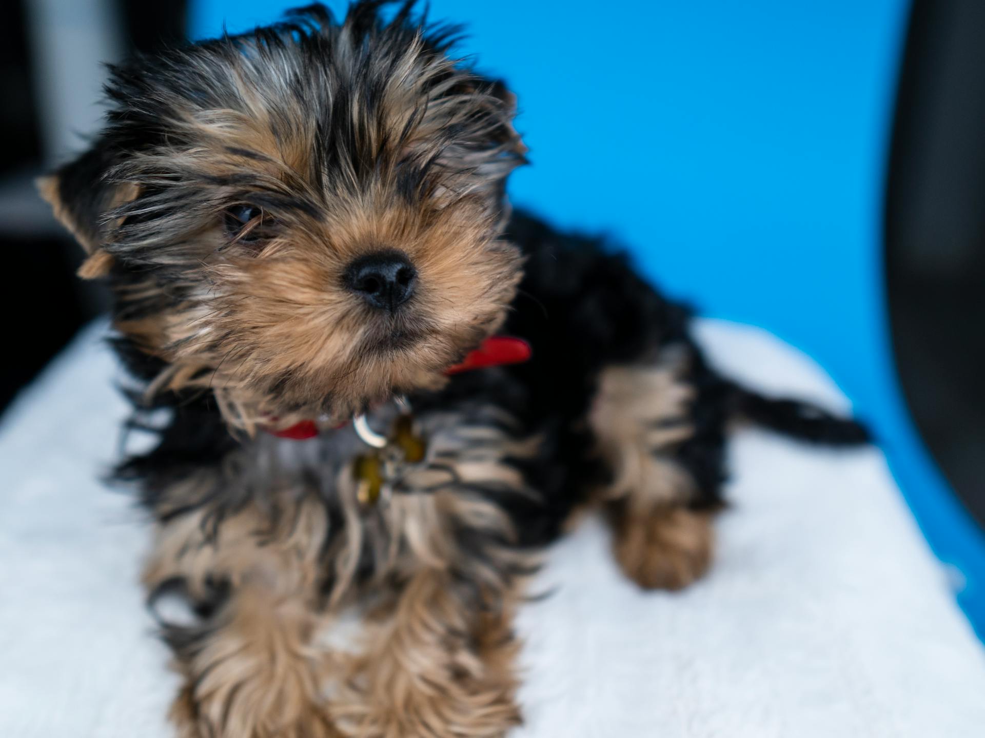 A Close-Up Shot of a Yorkshire Terrier