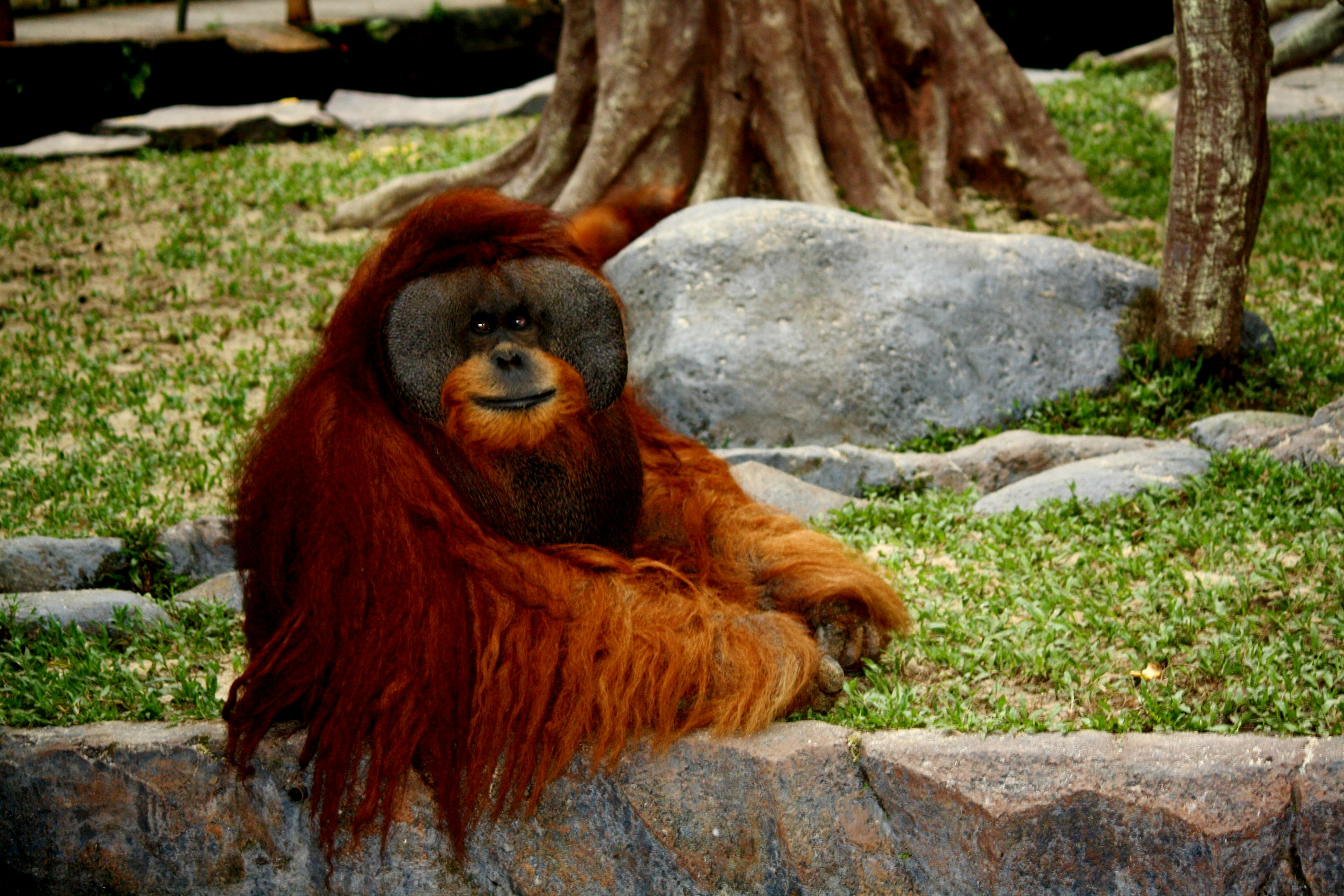 Populer Download Gambar Orang Utan | Goodgambar