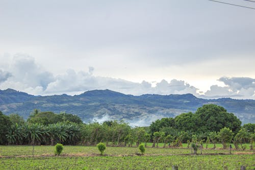 Foto stok gratis bidang, lahan pertanian, latar belakang gunung