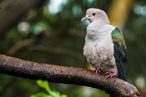 Free Beige and Green Short-beak Bird Perched on Trunk Stock Photo