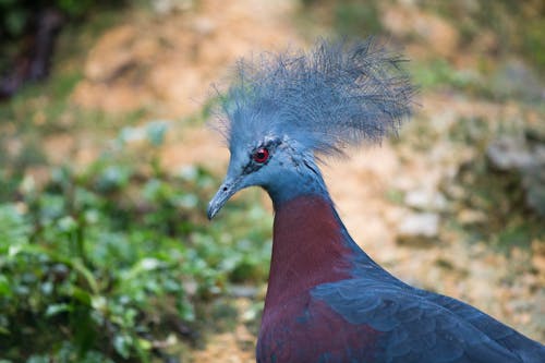 Селективный фокус фото серого и коричневого голубя птицы