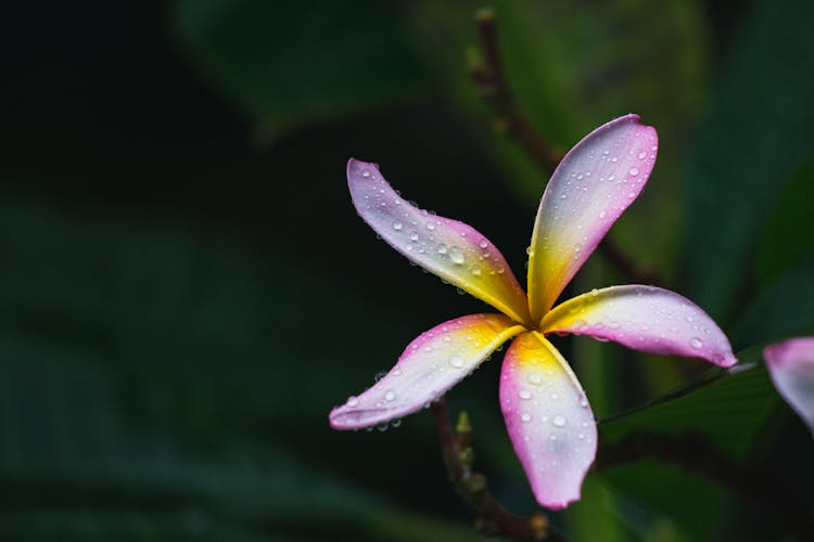 Purple Flower With Water Droplets