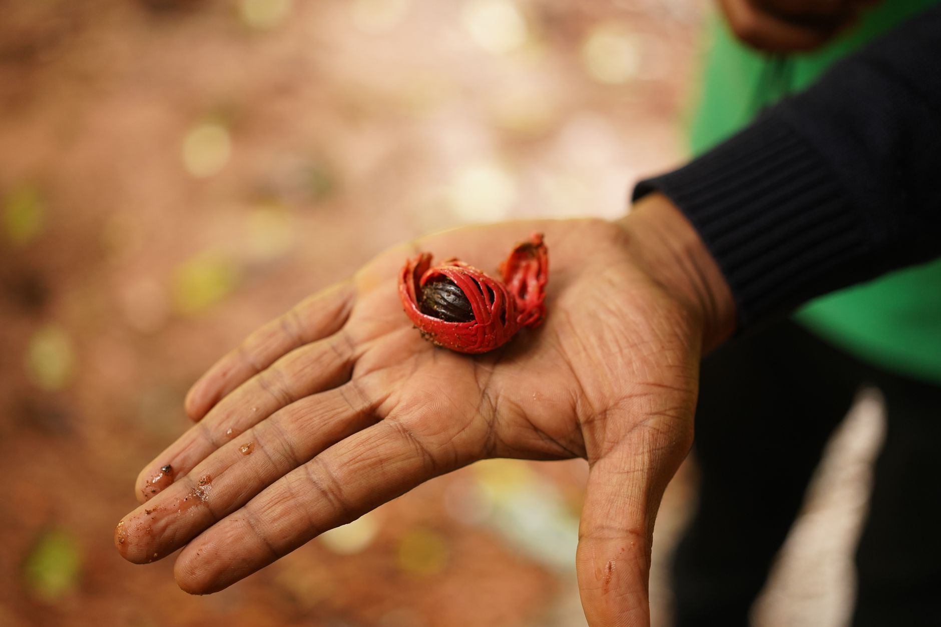 A close-up shot of nutmeg held in a hand in Munnar, Kerala. Vibrant and detailed.
