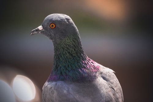 Free Detailed close-up of a colorful pigeon in the wild, highlighting vibrant neck plumage. Stock Photo