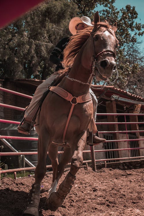 Man Riding on a Horse in a Paddock