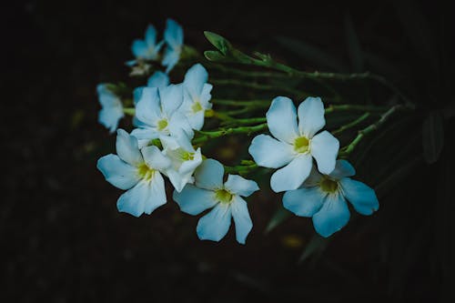 Free stock photo of background, beautiful flower, beauty of nature