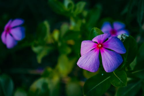 Free stock photo of background, beautiful flower, beauty of nature