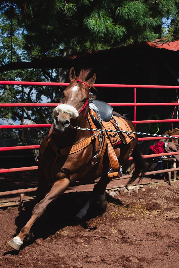 Brown Horse In Close Up Shot