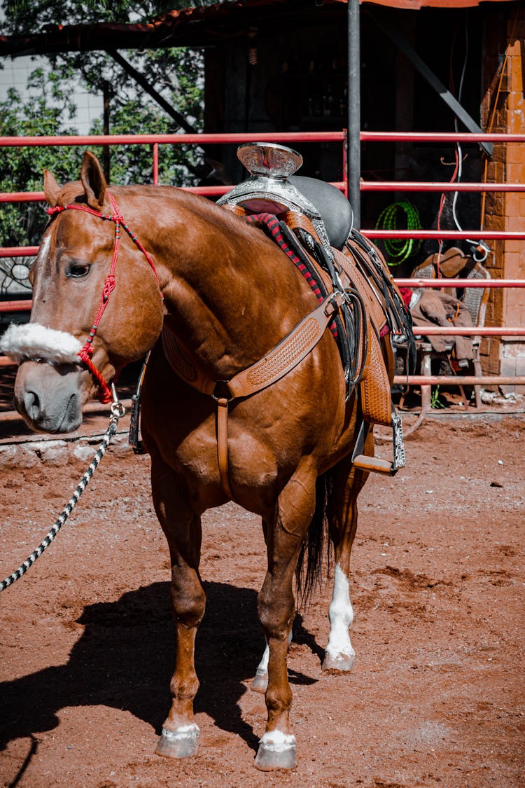 Brown Horse With A Saddle 