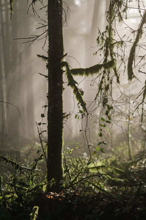 Free Serene forest scene with sunlit fog filtering through moss-covered trees. Stock Photo