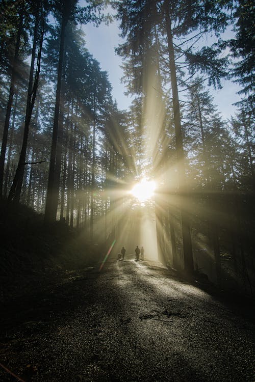 Sun-rays Coming Through the Trees