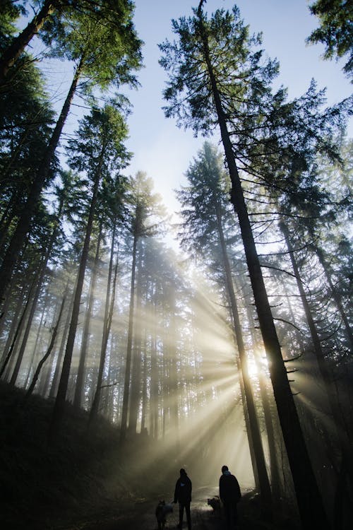 Free Sun-rays Coming Through the Trees Stock Photo