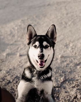 A cheerful Siberian Husky dog enjoying a sunny day outdoors, captured in a vertical close-up.