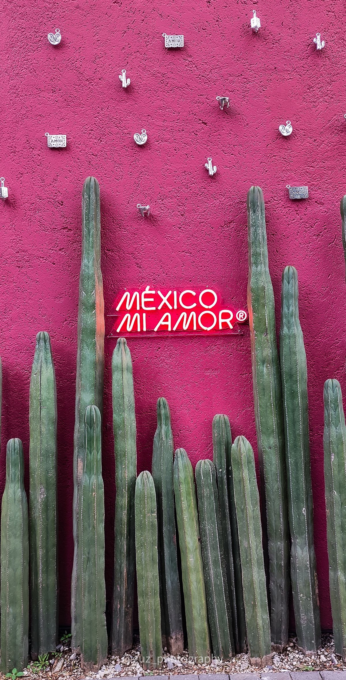 Vertical view of cactus against a colorful wall with México Mi Amor sign, showcasing Mexican culture.