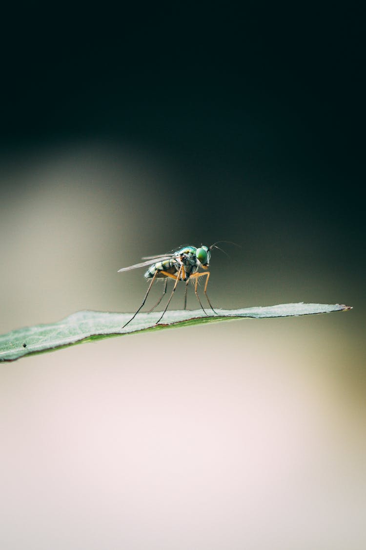 A Fly On A Leaf 