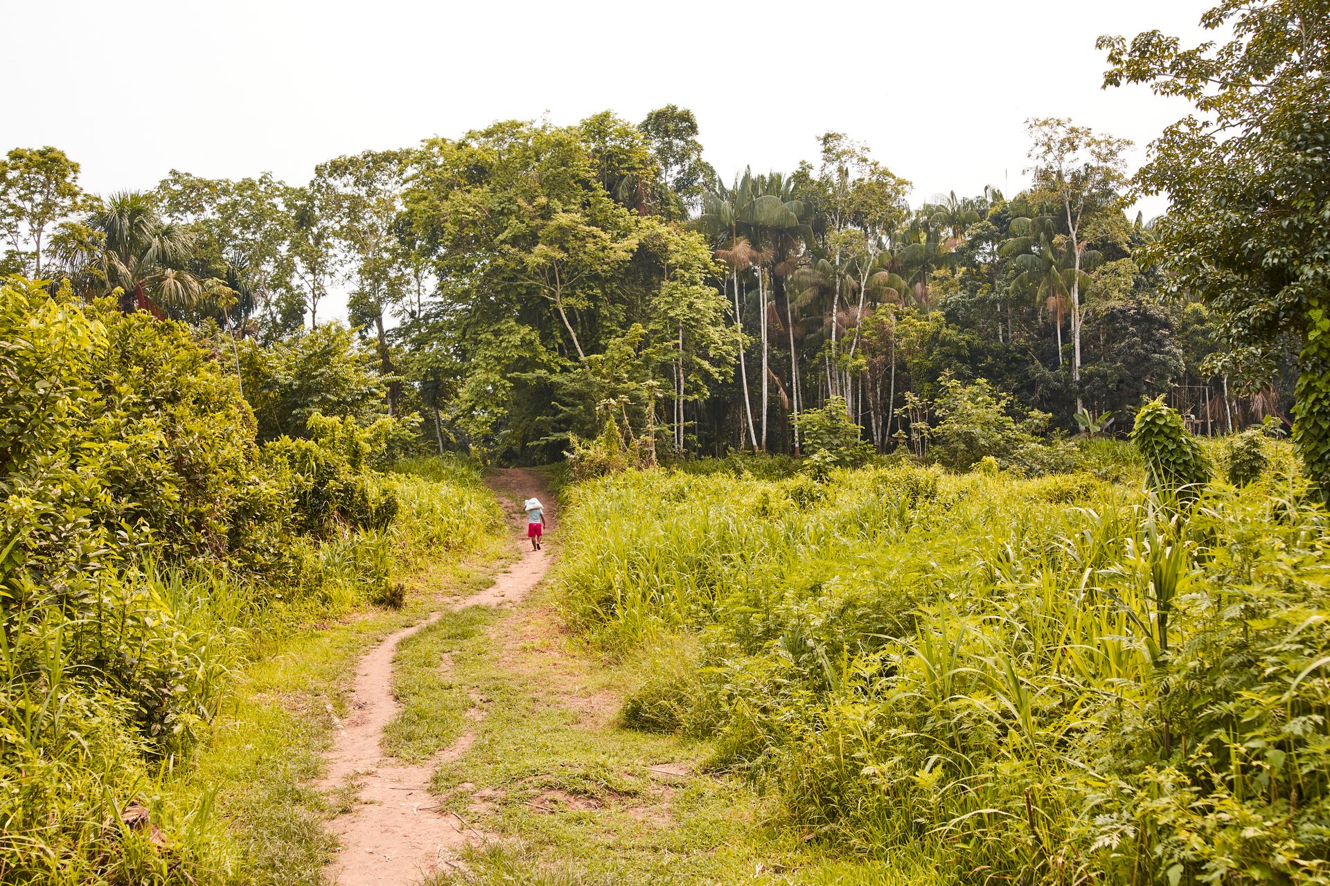 A scenic unpaved pathway through the vibrant Amazon rainforest in Santa Sofía, Colombia.
