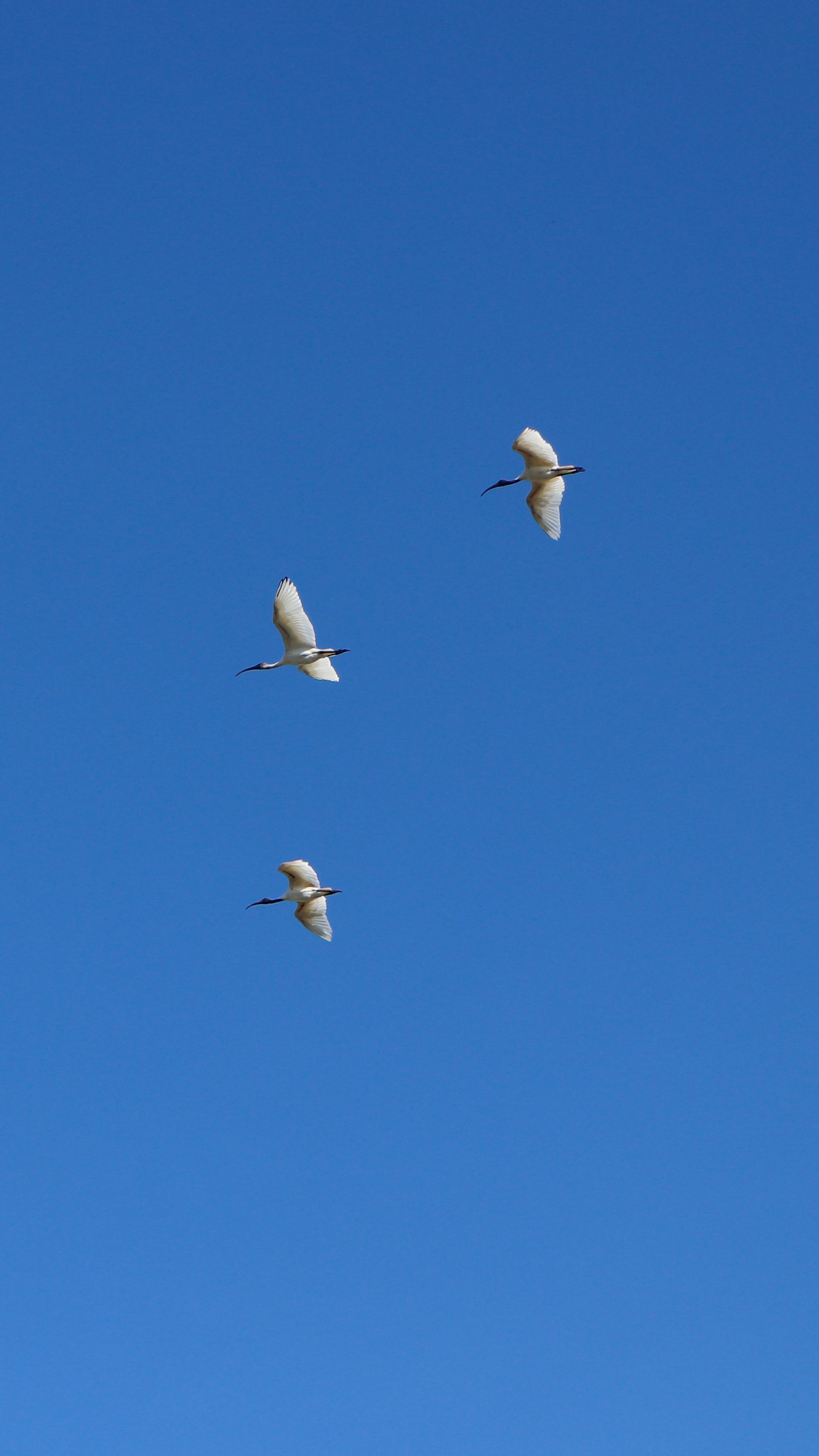 Group of Birds flying in the Sky · Free Stock Photo