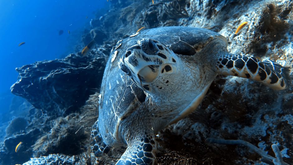 Snorkeling à Playa Kenepa Grandi