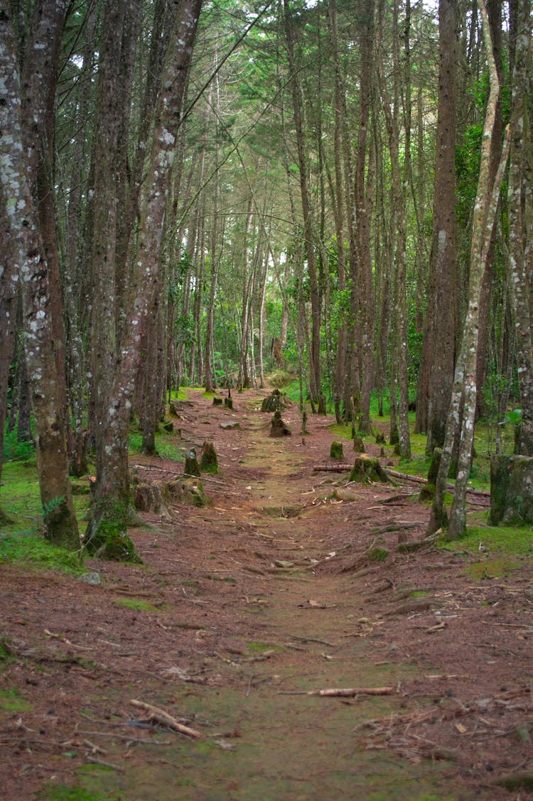 A Path In The Forest 