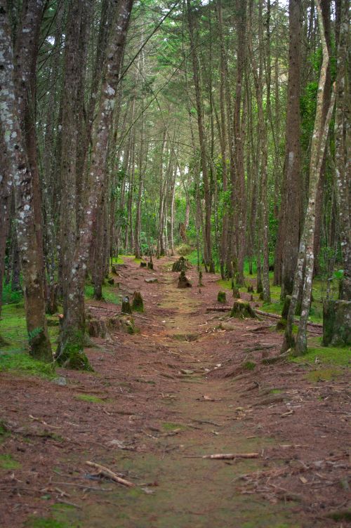 Free Tranquil path through a lush forest in Santa Elena, Antioquia, capturing the beauty of nature. Stock Photo