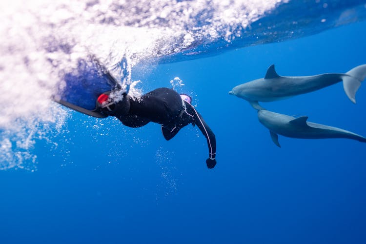 Person Swimming With Dolphins 