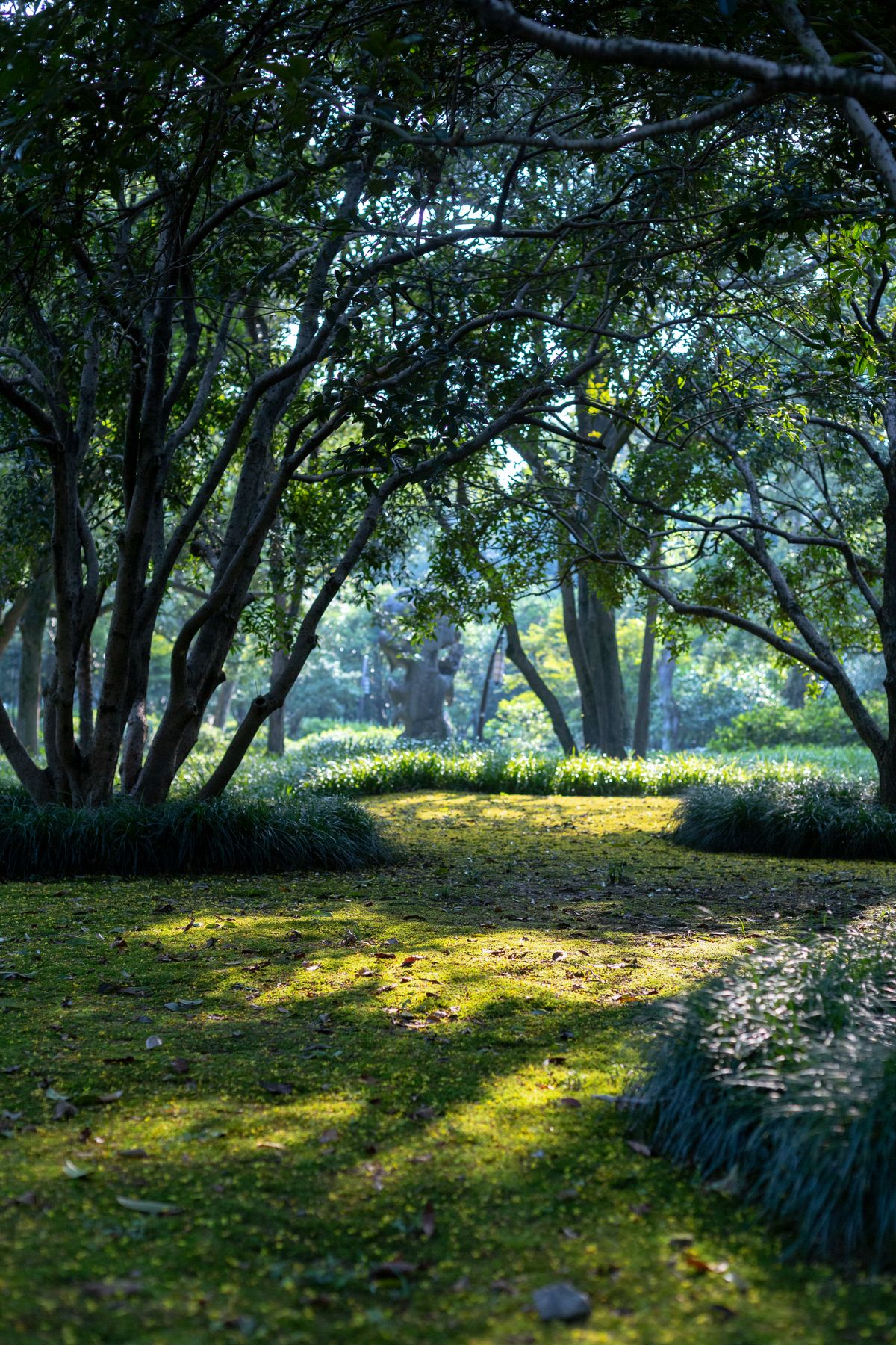 Sunlit lawn and mature trees in the community park
