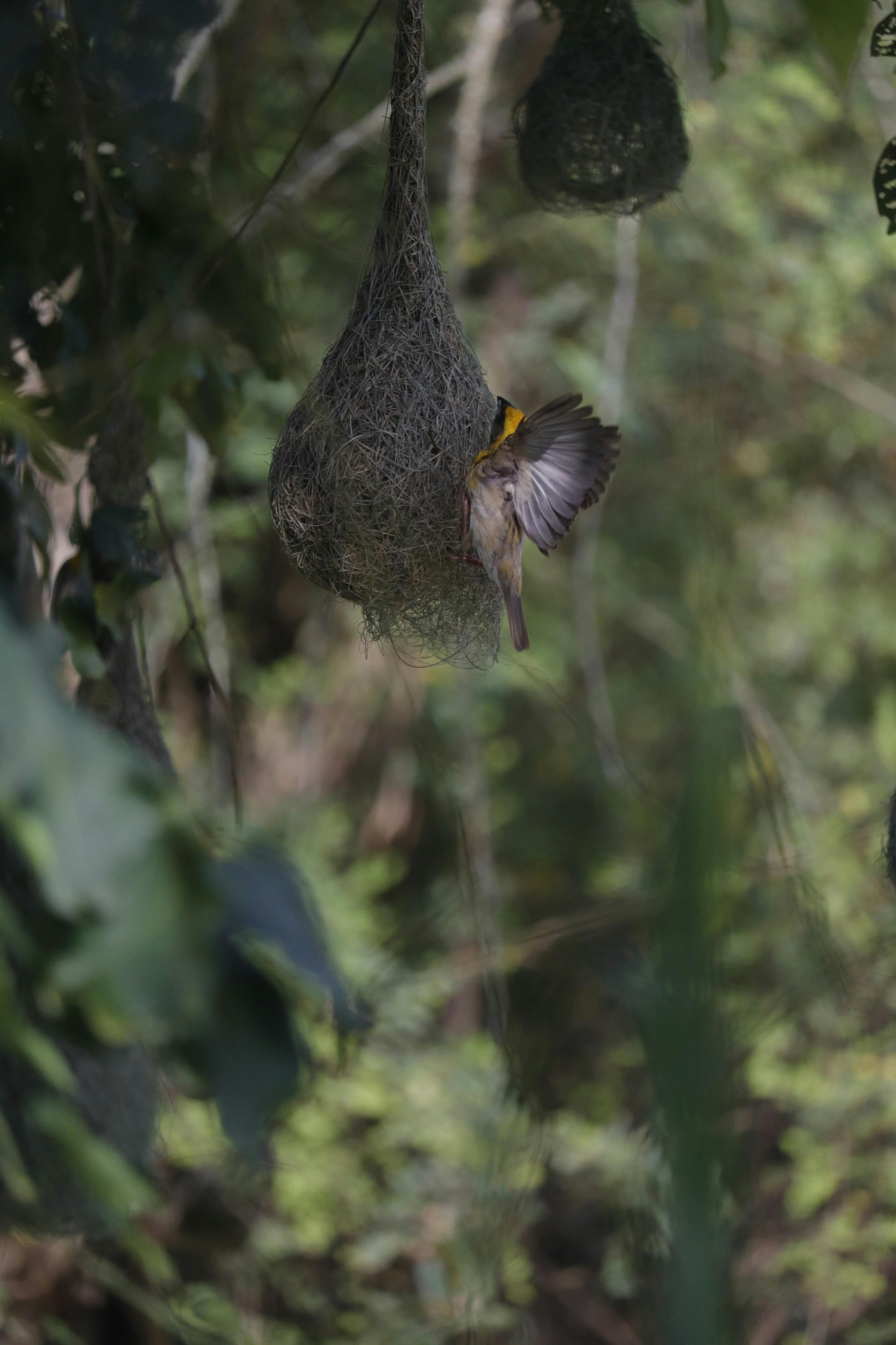 What plants bring luck?