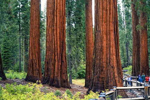 Darmowe zdjęcie z galerii z chodzenie, drzewa, kalifornia
