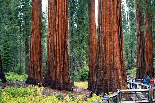 Foto d'estoc gratuïta de alt, arbres, baguls