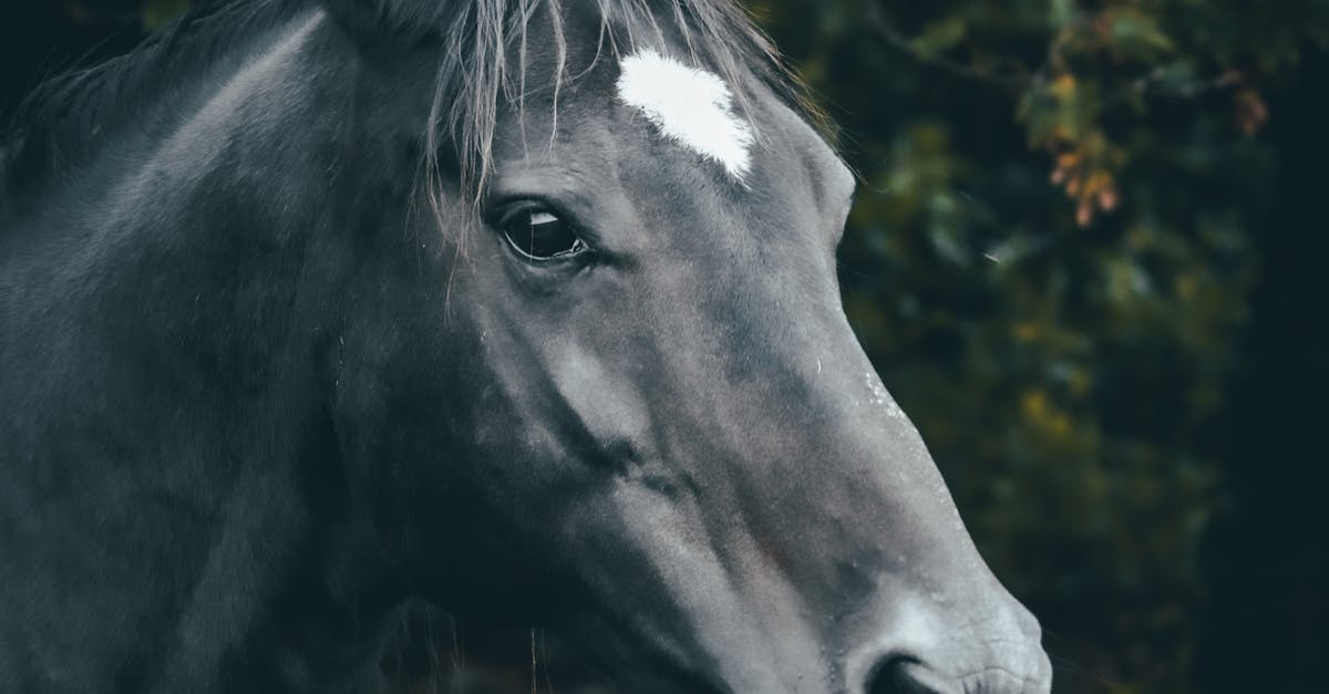 How much is black caviar horse worth