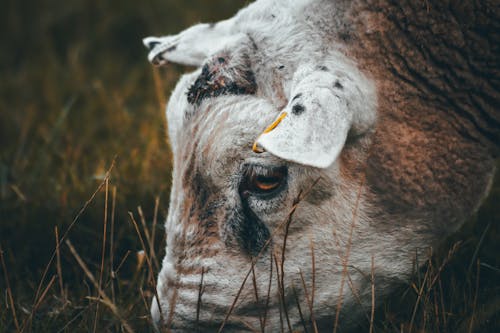 Foto d'estoc gratuïta de animal, bestiar, bufó