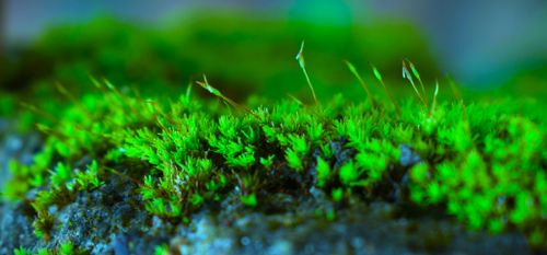 Free LIFE Stock Photo