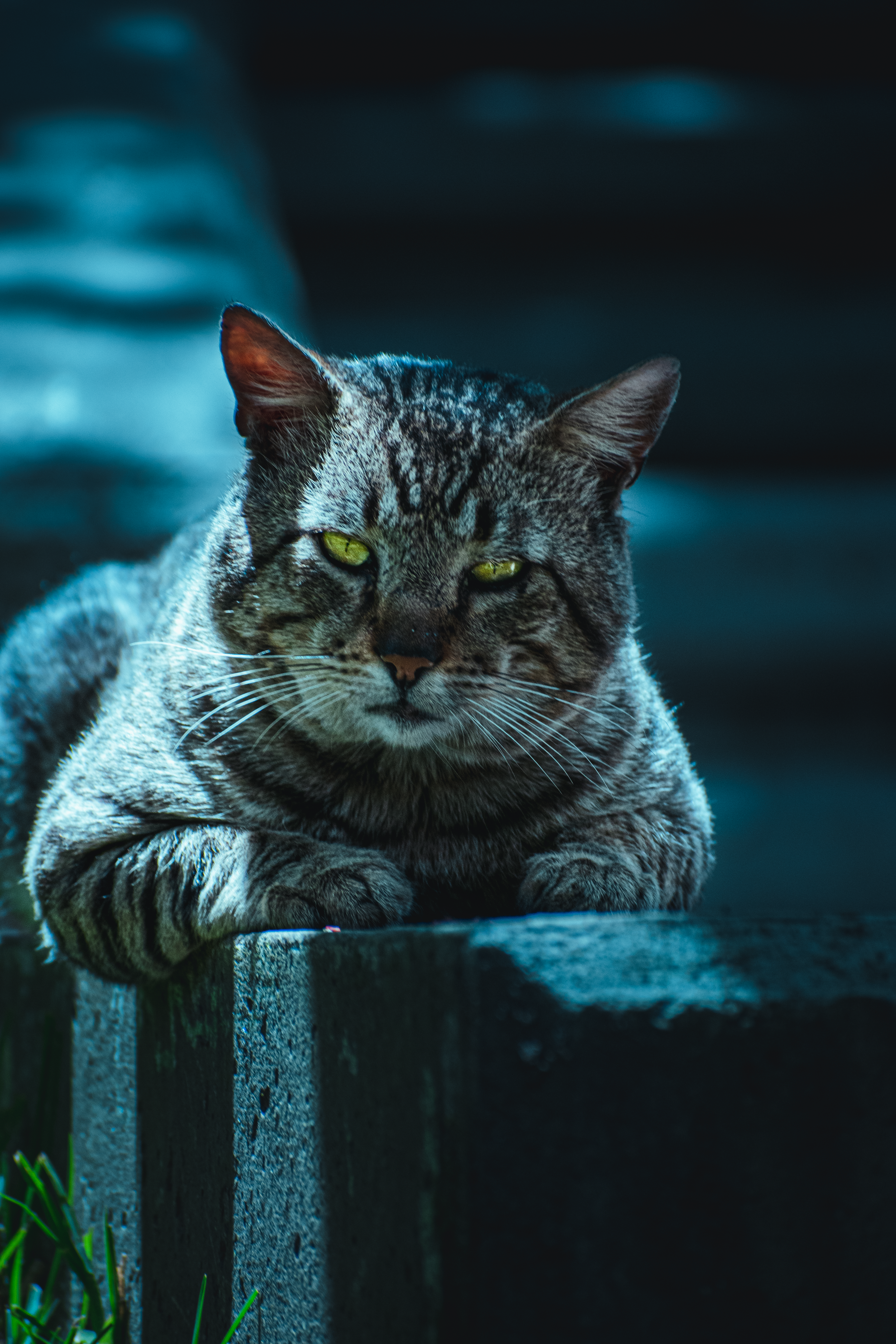 A Black and Gray Cat Lying on Concrete Surface · Free Stock Photo