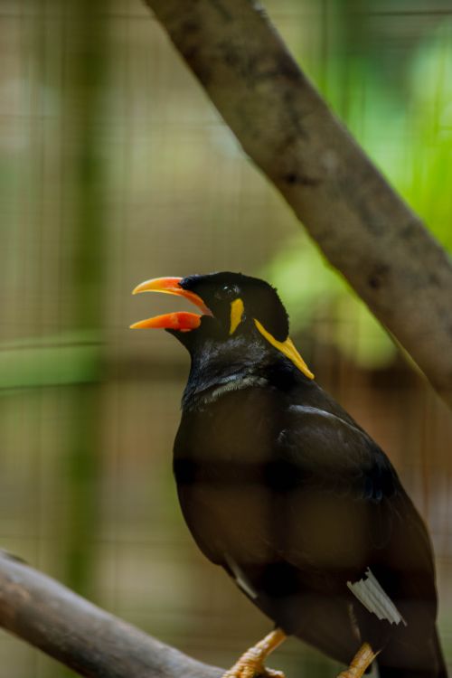 Free Detailed shot of a vibrant common hill myna bird perched inside a cage. Stock Photo