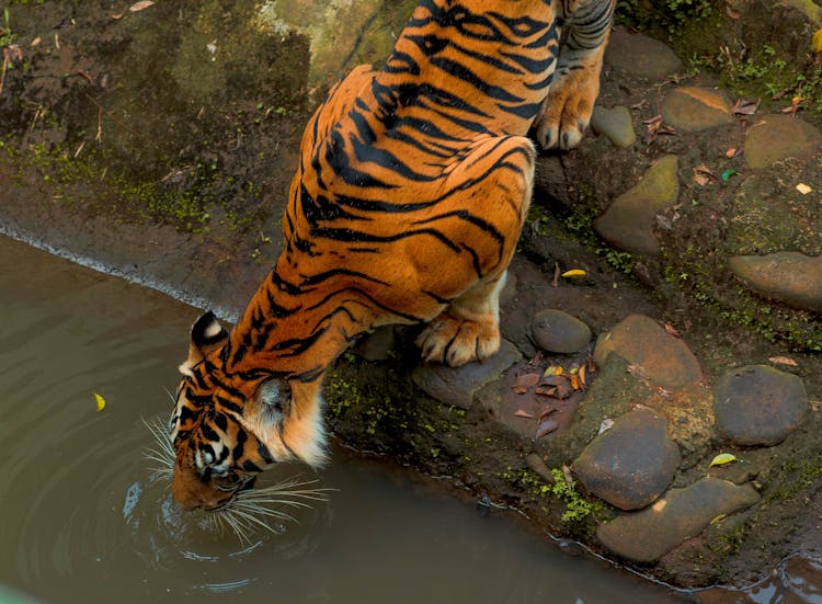 High Angle Shot Of A Tiger Drinking Water