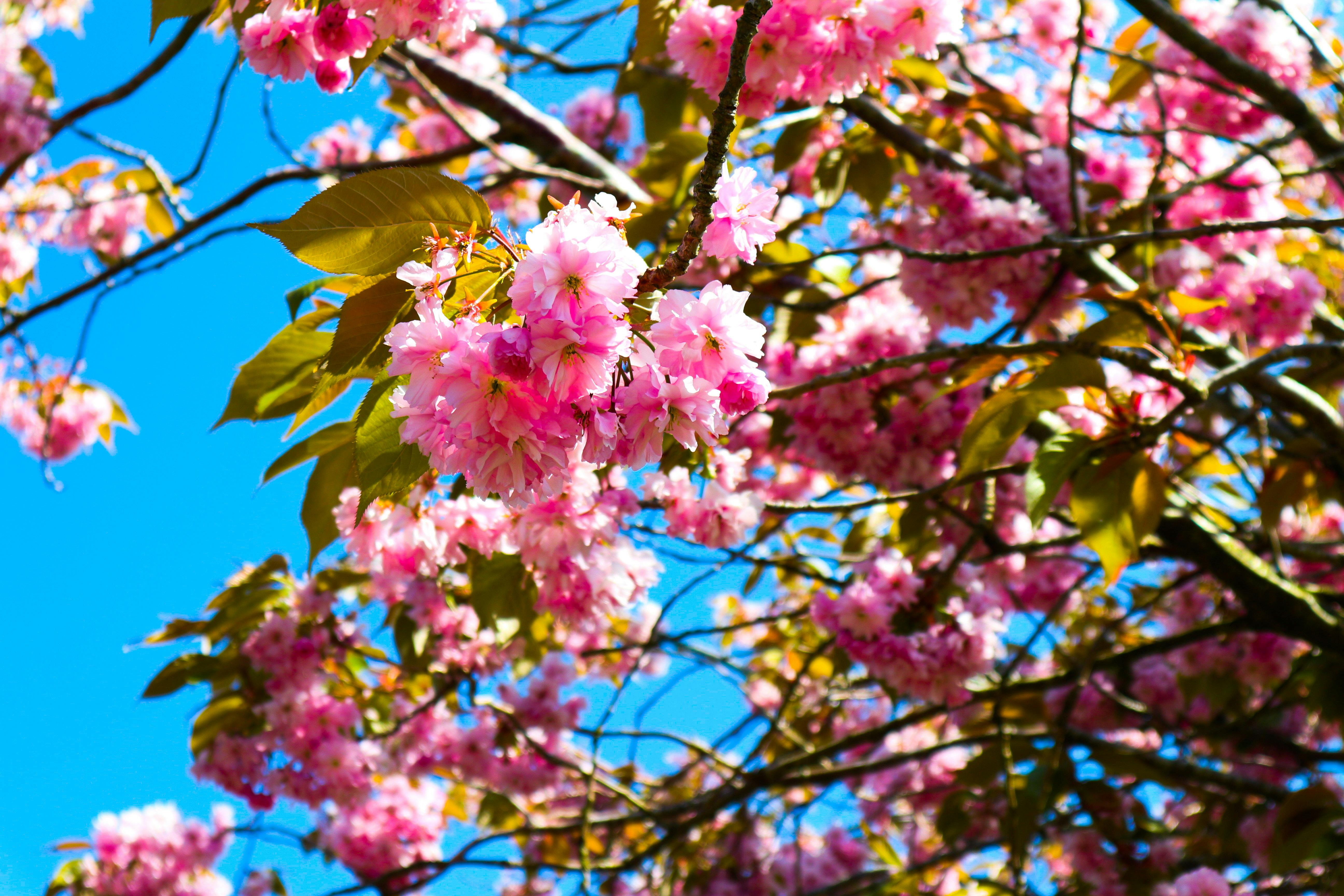 Kostenloses Foto Zum Thema Bluhender Baum Pinke Blumen Schone Blumen