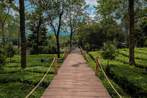 Symmetrical View of a Wooden Footbridge over Tea Plantation