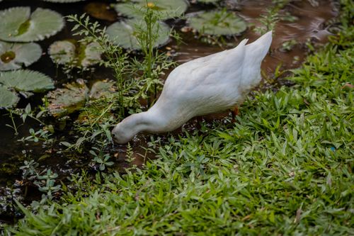 Free A peaceful Pekin duck foraging near a pond surrounded by lush greenery. Stock Photo