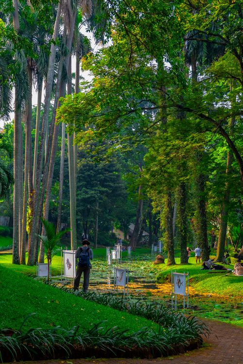 Free Serene outdoor park scene with tall palms and vibrant greenery, perfect for nature lovers. Stock Photo
