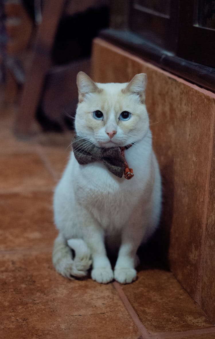 White Cat Sitting With Bowtie