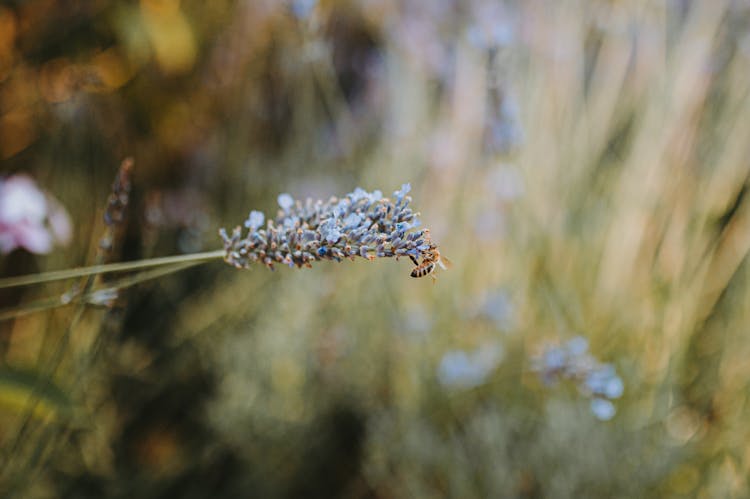 Bee On Flower