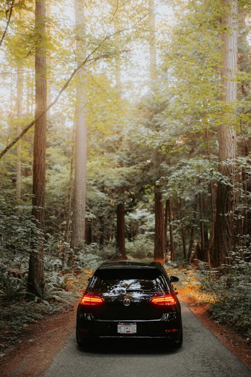 Black Car on Road in the Middle of Forest