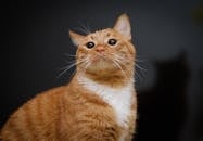 在柔和的灯光下，这只可爱的姜黄色虎斑猫留着胡须，看起来很好奇